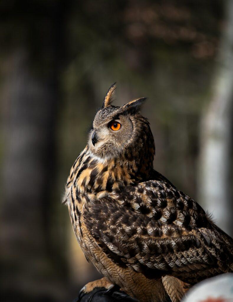 a close up of an owl on a glove